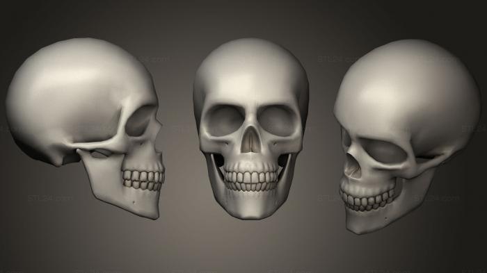 Anatomy of skeletons and skulls (Skull 2, ANTM_1061) 3D models for cnc